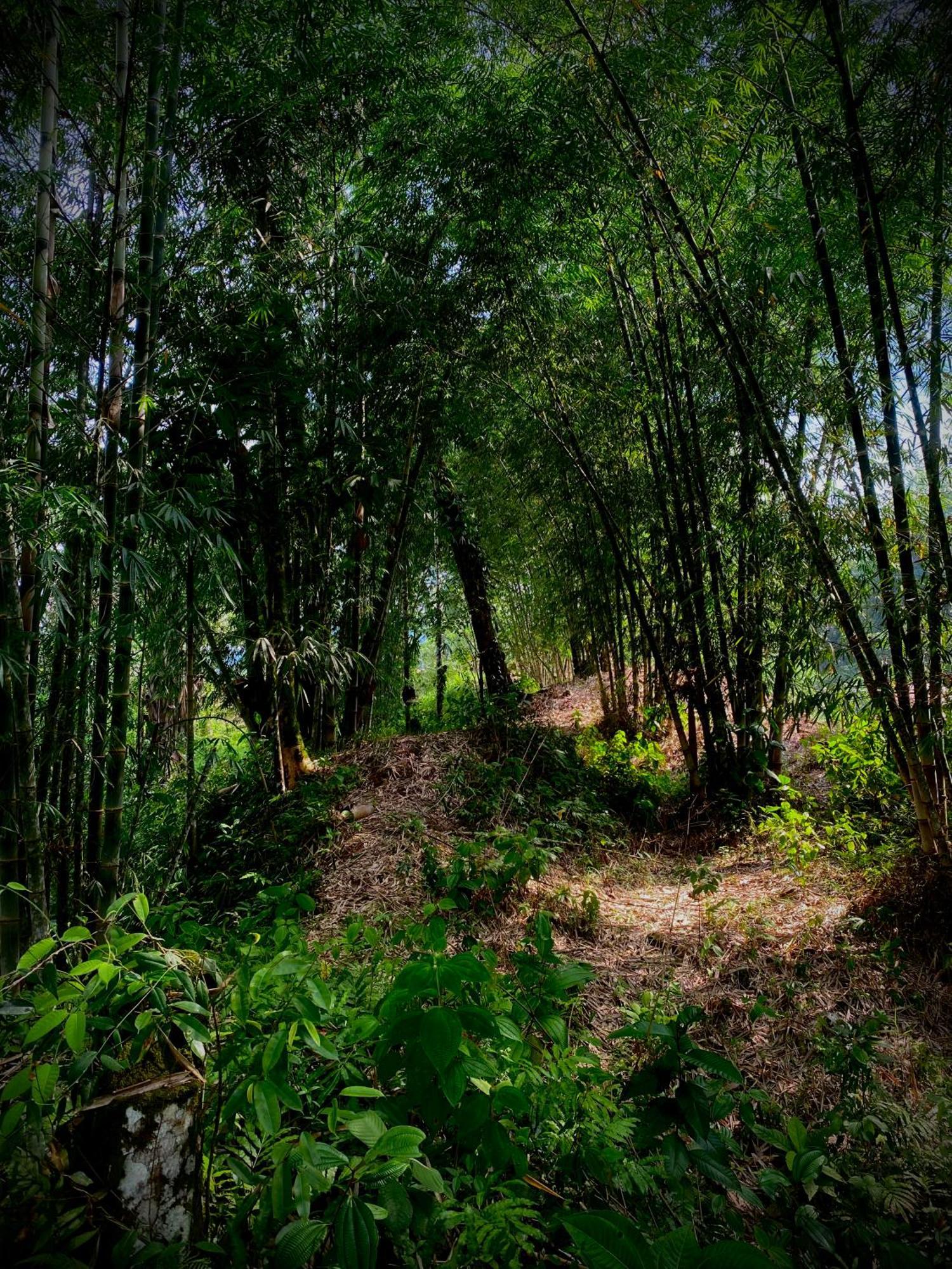 Preciosa Cabaña en la Selva del Talín Villa Veracruz  Exterior foto