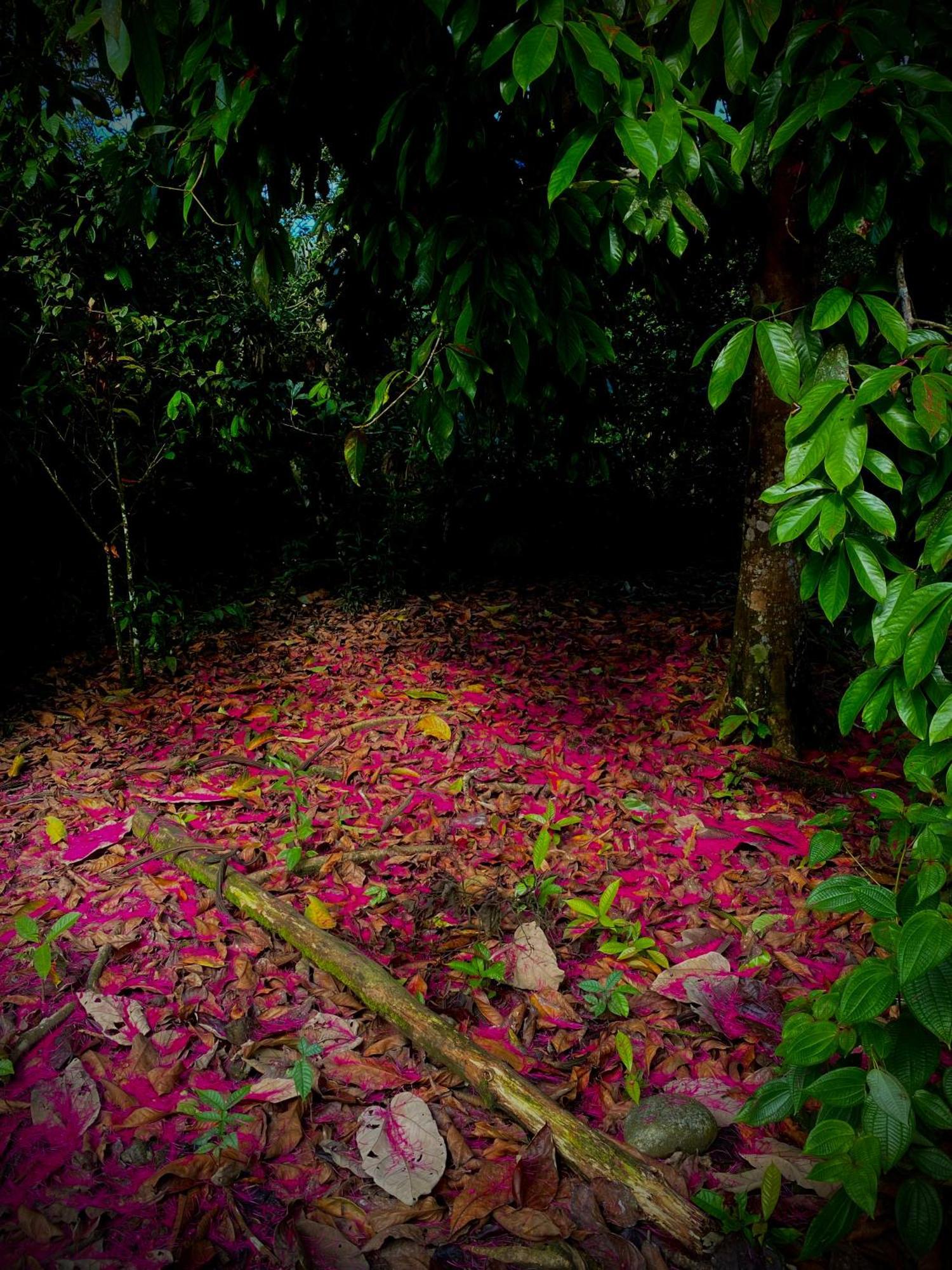 Preciosa Cabaña en la Selva del Talín Villa Veracruz  Exterior foto